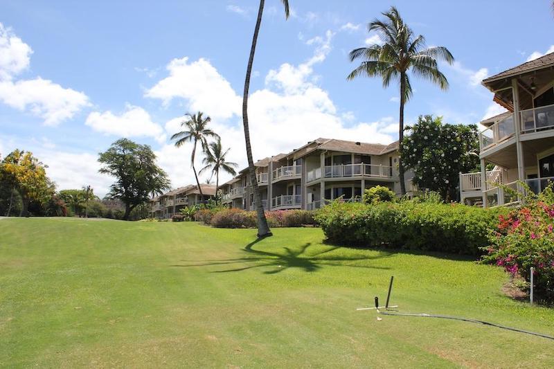 Mature palms are well-manicured